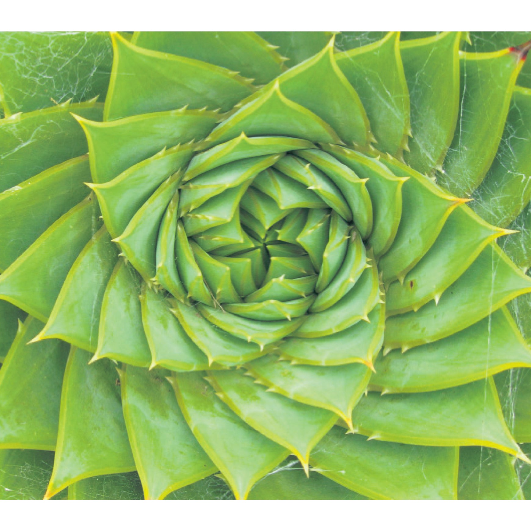 Why Is Aloe Vera Nature's Absolute Hero Skin Treatment.