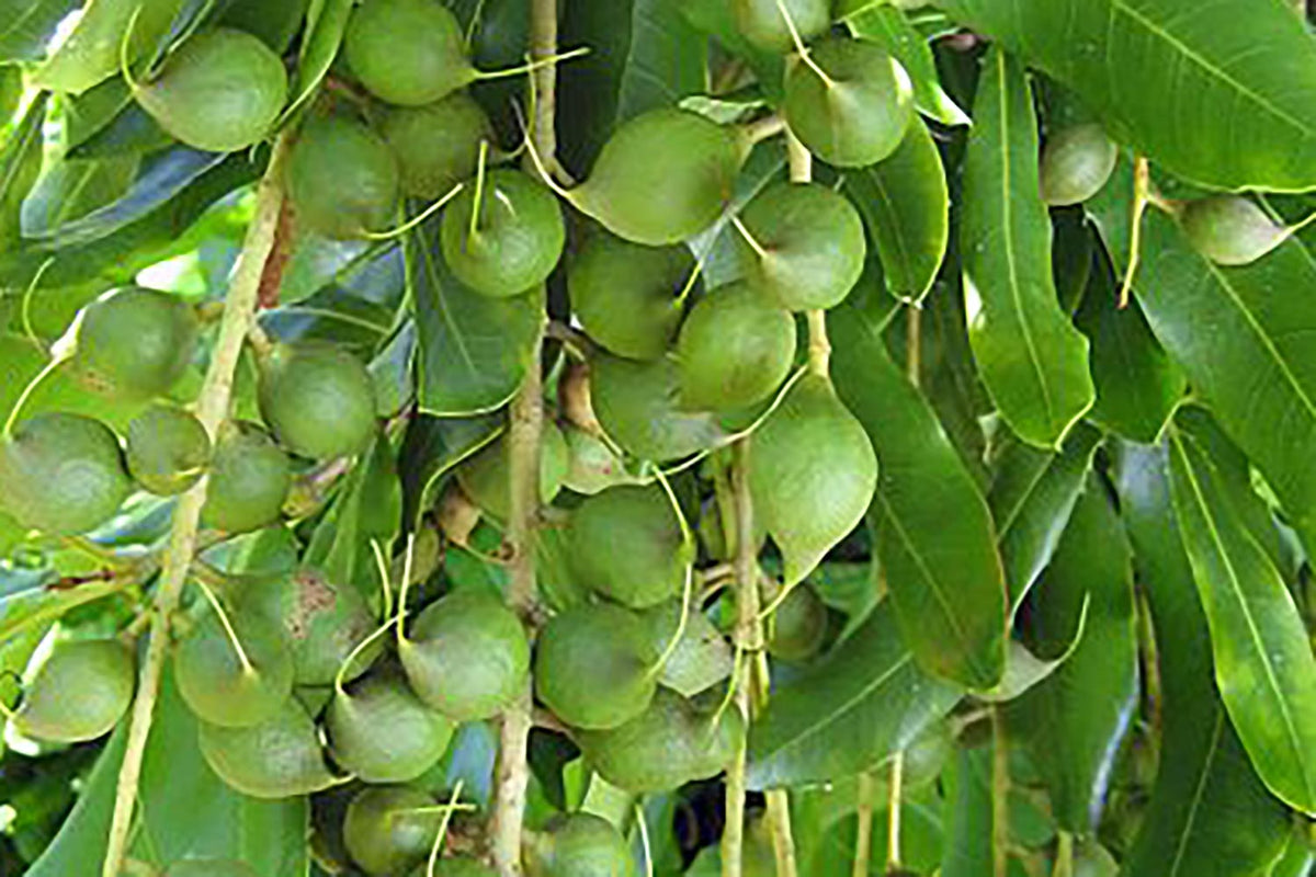 The Super Skincare Powers of Macadamia Oil