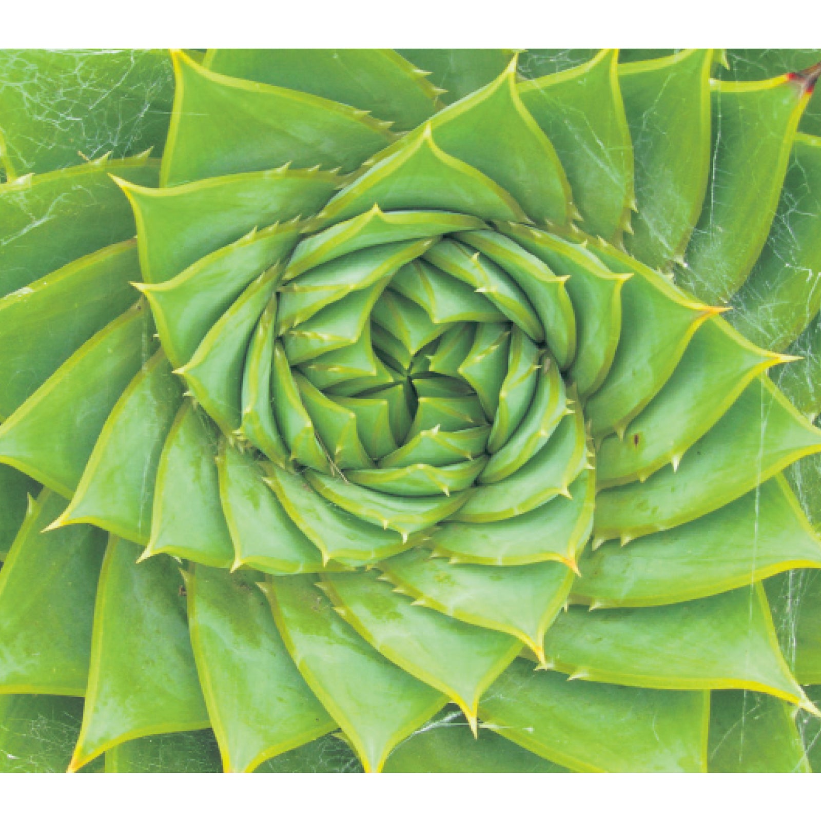Why Is Aloe Vera Nature's Absolute Hero Skin Treatment.